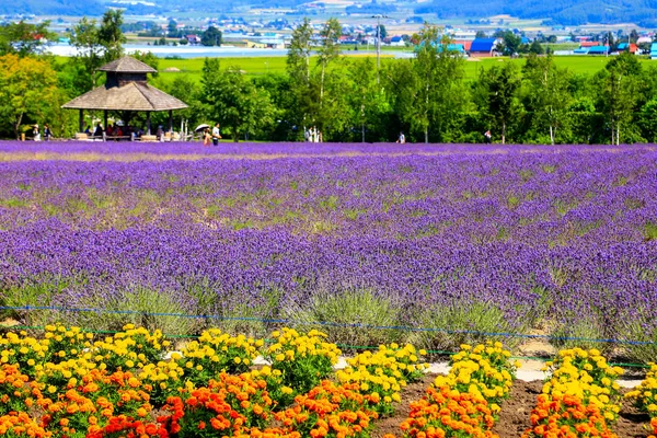 Tomita Farm Uma Fazenda Localizada Furano Cho Hokkaido Lavanda Várias — Fotografia de Stock