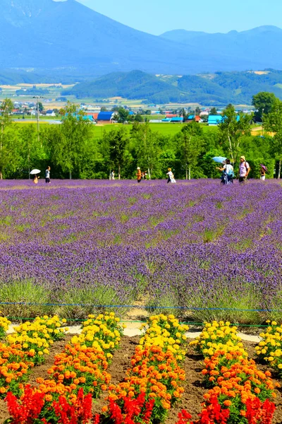 Tomita Farm Farmland Located Furano Cho Hokkaido Lavender Various Colorful — Stock Photo, Image