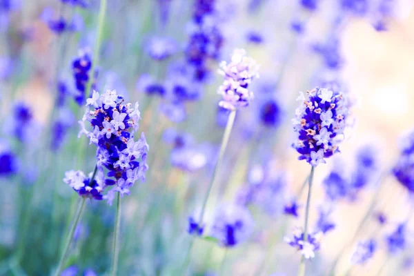 Farmě Tomita Zemědělská Půda Nachází Furano Cho Hokkaido Levandule Různé — Stock fotografie