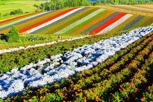 Τέσσερις Σεζόν Αγρόκτημα Αγρόκτημα Διάσημο Λουλούδι Στην Πόλη Beie Χοκάιντο — Φωτογραφία Αρχείου