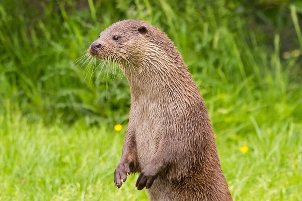 Otter Standing Hind Legs Having Come Out River — Stock Photo, Image