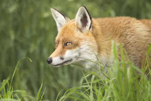doğal ortamında vahşi fox yakın çekim