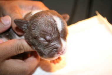 Yeni doğan yavru köpeğin hemşirelik uyku.