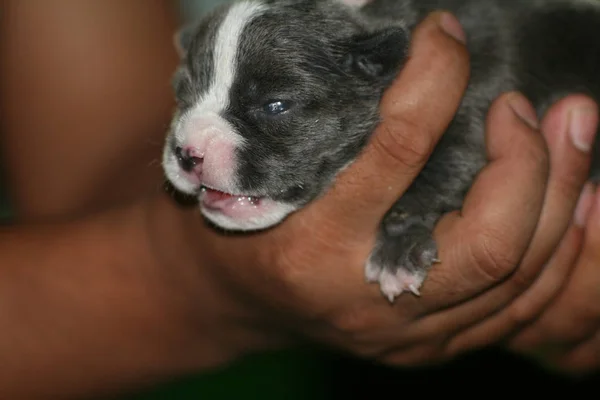 Filhote Cachorro Recém Nascido Estão Dormindo Após Amamentação Cão — Fotografia de Stock