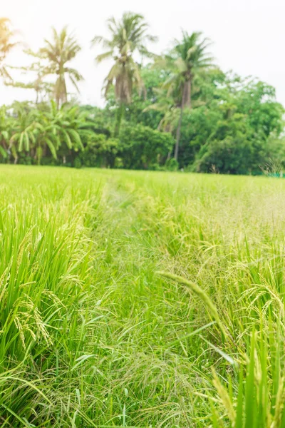 Campo Arroz Agricultura Biológica Natureza — Fotografia de Stock