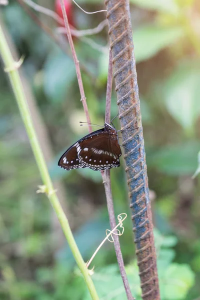 Motýl Lese Slunce Tak Krásnou Přírodou — Stock fotografie
