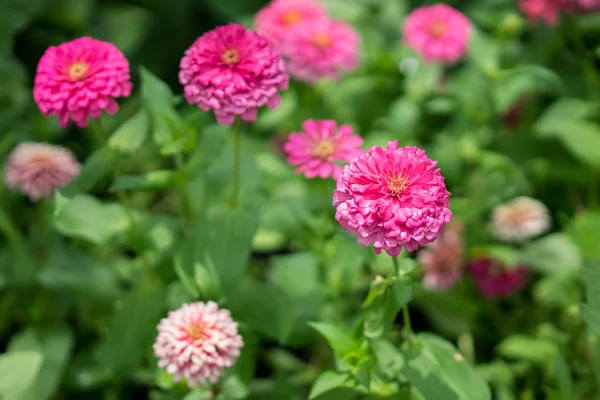 Rosa Zinnia violacea blommor i trädgården — Stockfoto