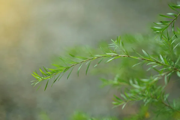 배경에 나뭇잎 — 스톡 사진