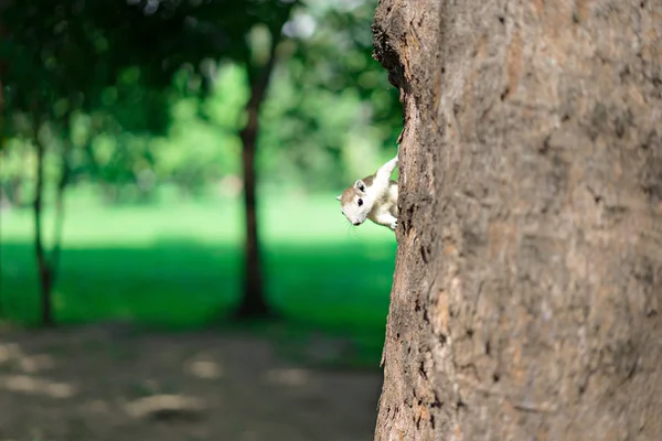 Das Kleine Eichhörnchen Auf Dem Baum Park — Stockfoto