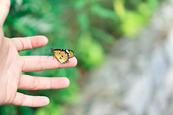 Motyl Rękę Turystycznych Lesie — Zdjęcie stockowe