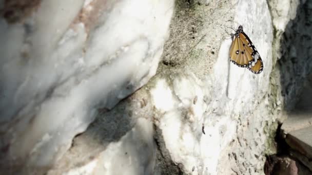 Las Mariposas Son Animal Una Roca Natural Naturaleza Concepto Fauna — Vídeos de Stock