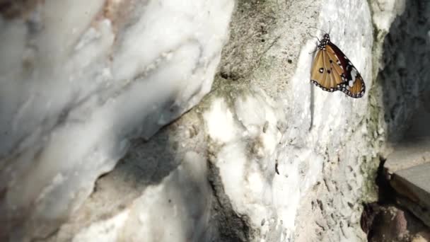 Las Mariposas Son Animal Una Roca Natural Naturaleza Concepto Fauna — Vídeos de Stock