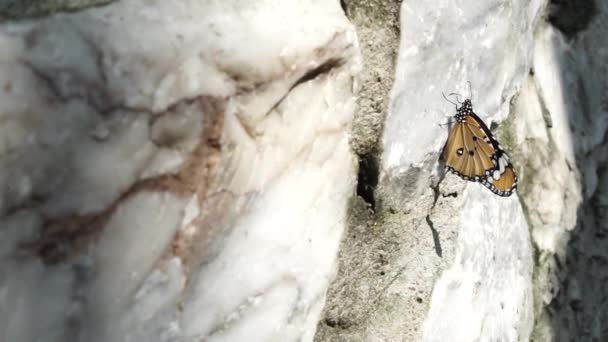 Motýli Jsou Zvíře Přírodní Kámen Přírodě Koncept Zvířat Volně Žijících — Stock video