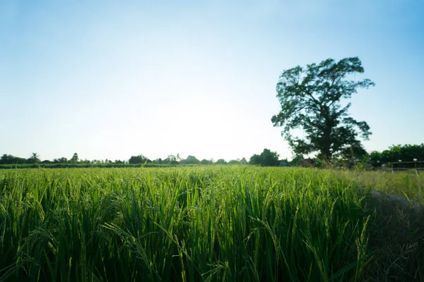 Рисовые Поля Закате Красивая Природа — стоковое фото