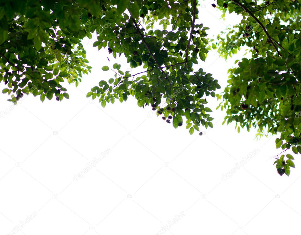 Blurred Green leaves with copy space for background