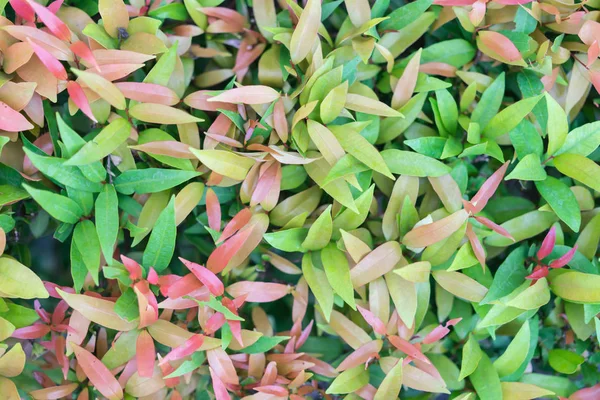 Текстура Зеленых Листьев Фона — стоковое фото