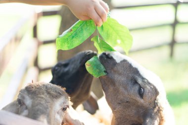 El koyun için yiyecek besleme. Hayvanlar kavramı