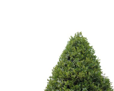 Beyaz arka plan üzerinde izole ağaçlar.