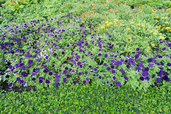 Fioletowe Kwiaty Ogrodzie Domu — Zdjęcie stockowe