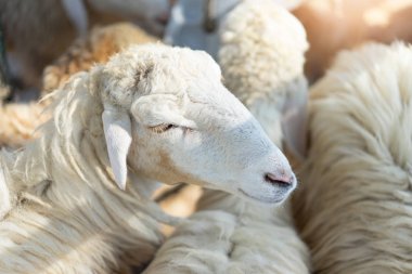 Koyun Çiftliği ve gündoğumu