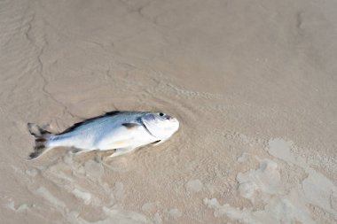 Sahilde ölü balık Deniz kirliliği