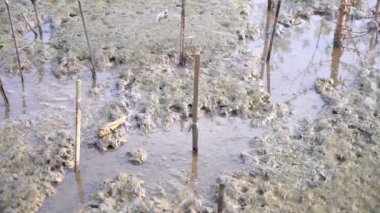 Deniz deki mangrov ormanında amfibi balık