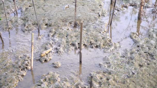 Poissons Amphibies Dans Mangrove Près Mer — Video