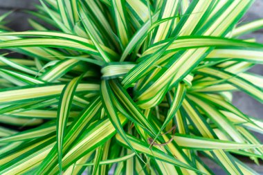 Evde dekoratif küçük bahçe için üst görünüm ağaçlar