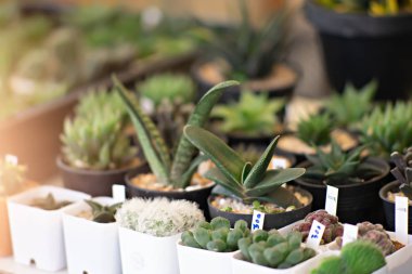 Plastik bir tencerede küçük bir kaktüs ve beyaz bir sepet.