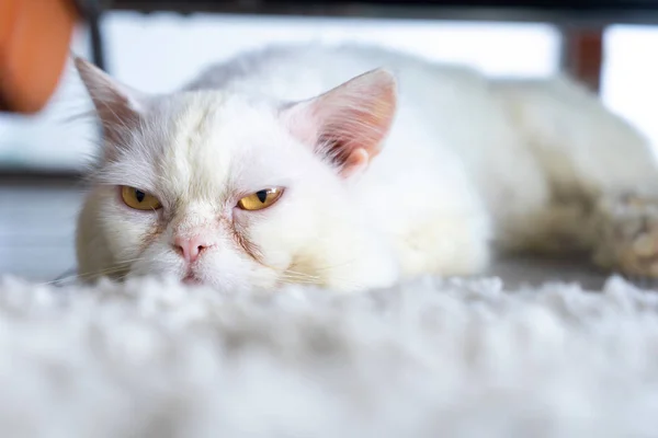 Persian cat lying at home.  Pet concept
