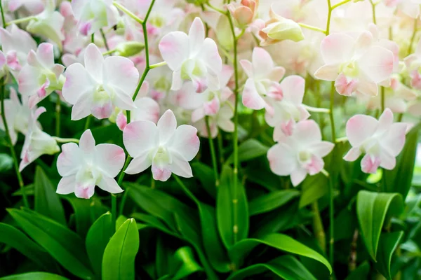 stock image Orchids with sunshine at the garden