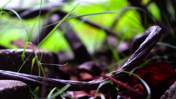 Zeitraffer-Ameisen im Wald auf Nahrungssuche