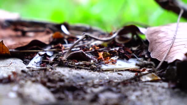 Tidsfördröjning Myror Skogen Går För Mat — Stockvideo