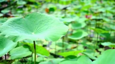 Gölette nilüfer yeşil yaprak.  