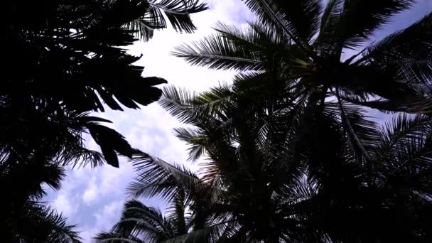 Time Lapse Palmeras Con Cielo Azul Concepto Vacaciones Verano — Vídeo de stock