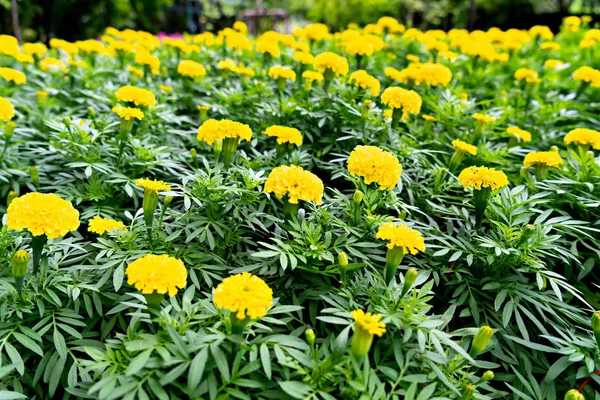 Flores de calêndula no jardim em casa — Fotografia de Stock