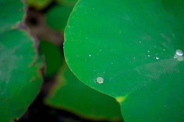 Verschwommenes Wasser auf Lotusblatt im Garten — Stockfoto