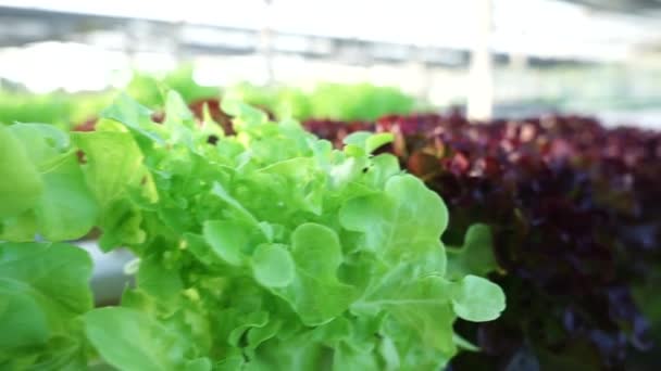 有机蔬菜种植地和水栽蔬菜 — 图库视频影像