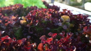 Organik sebze yetiştirme alanları ve hidrofonik sebzeler