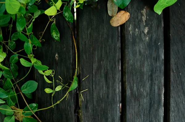 Marco de hoja verde con espacio de madera —  Fotos de Stock