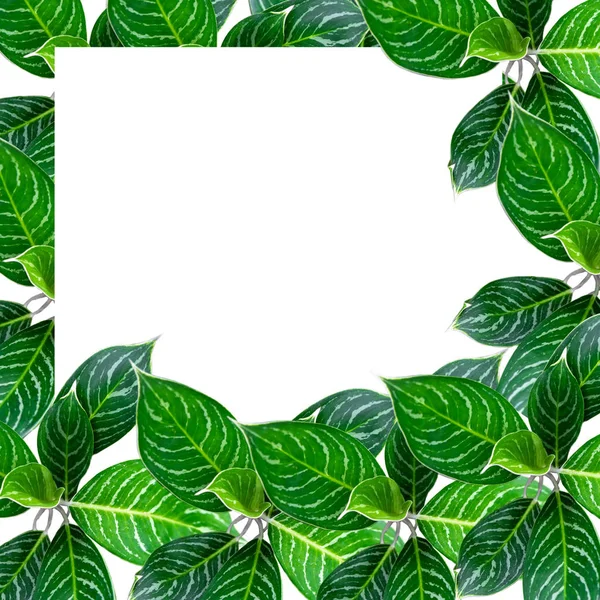 Daun hijau dengan bingkai latar belakang putih — Stok Foto