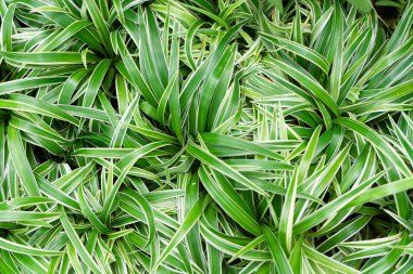 Evde bahçede süslemek için ağaçlar