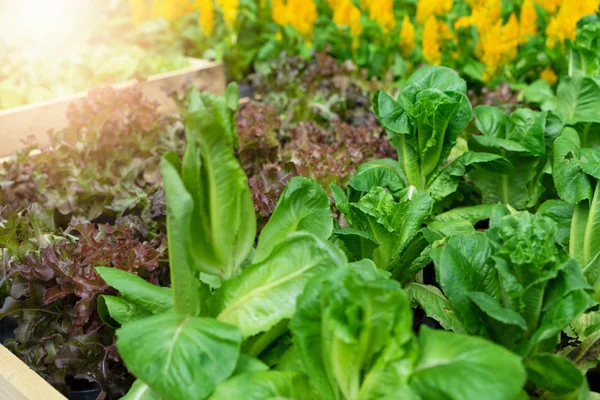 Organik sebzeler. Hidroponik dikim konsepti
