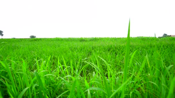 Рисовое Поле Органическое Земледелие — стоковое видео
