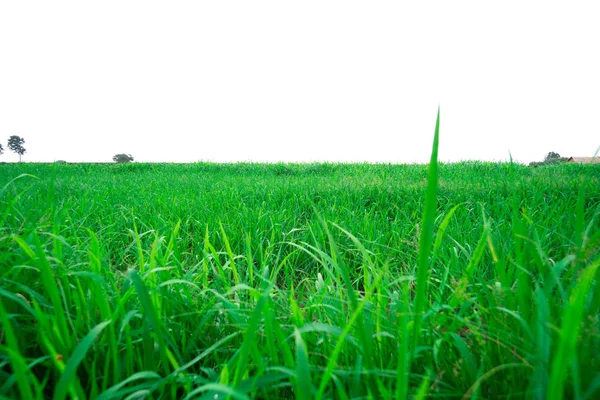 Rice field Organic farming of nature. — Stock Photo, Image
