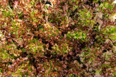 Arka plan için organik sebze bahçesi