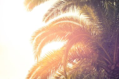 Palm ağaçlar yapraklarını gökyüzüne karşı. Tonda.