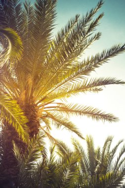 Palm ağaçlar yapraklarını gökyüzüne karşı. Tonda.