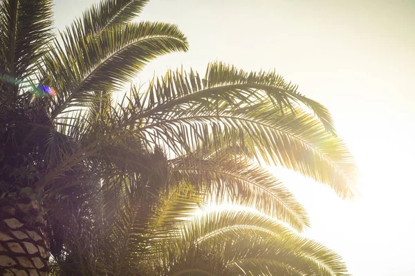 Palm trees leaves against the sky. Toned.