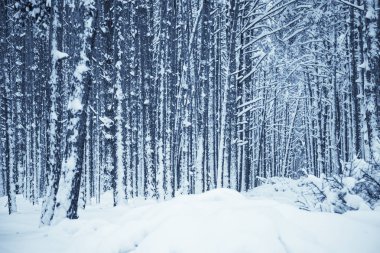 Kış Doğa arka plan.